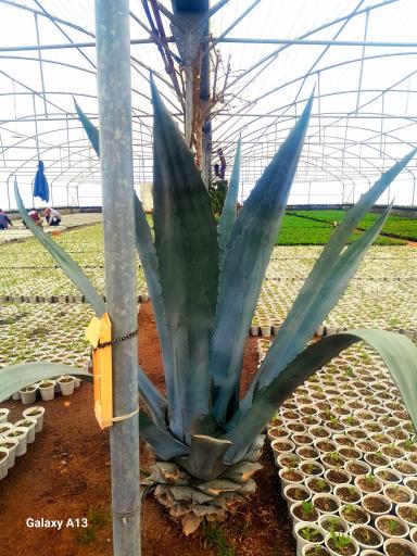 گلخانه شهرداری منطقه ۷ تبریز