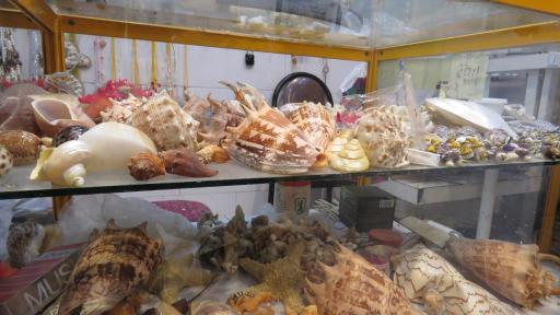 عکس تزئینات دریایی بوشهر صدف