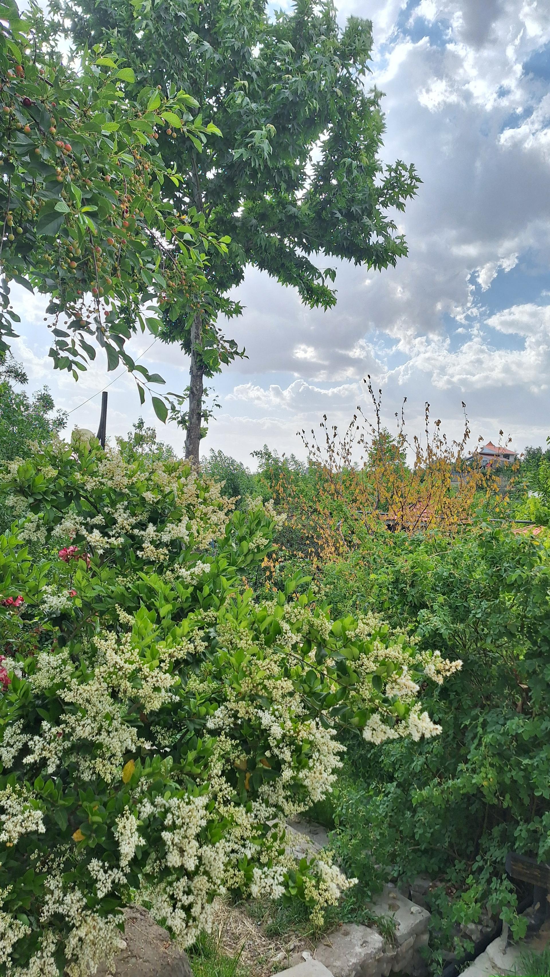 عکس باغ رستوران مجلل