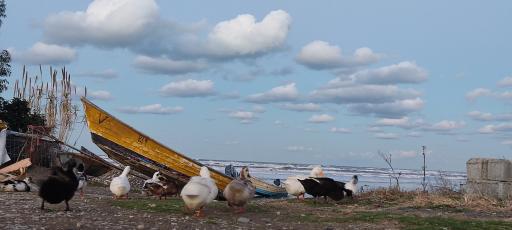 عکس رستوران پلاژ البرز