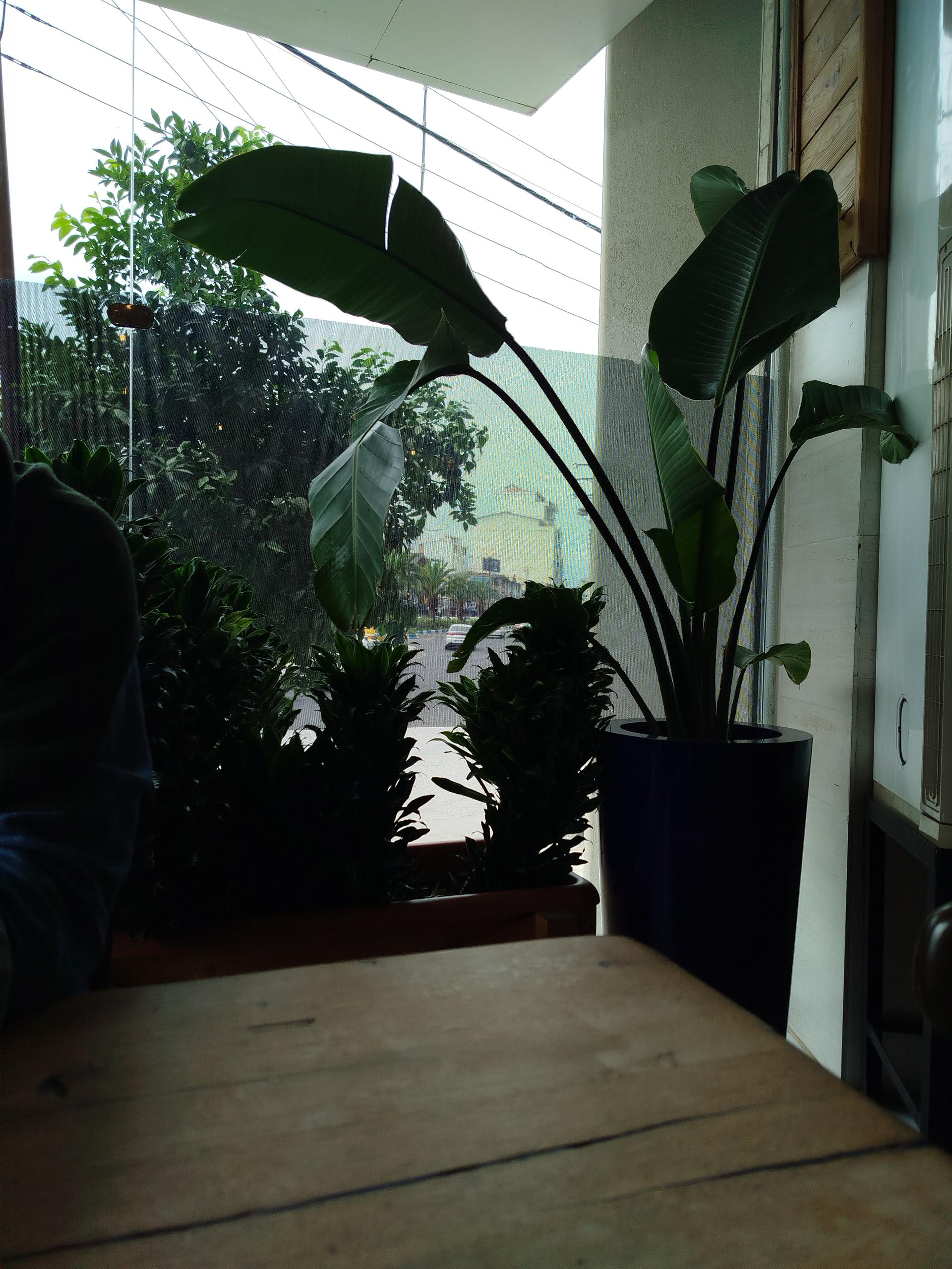 عکس شیرینی لیلی تنکابن