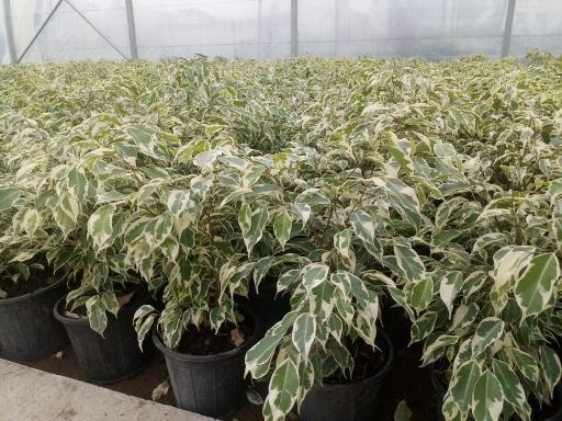 عکس گلخانه انصار و کوثر