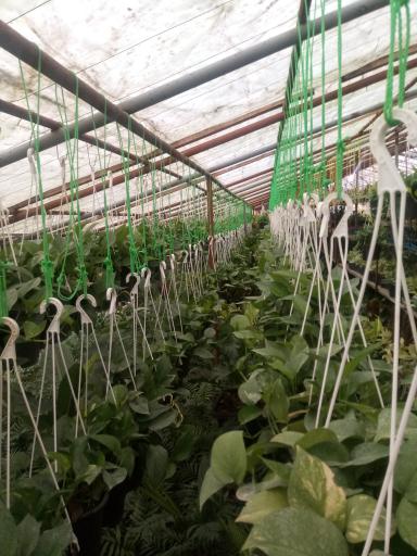 عکس گلخانه انصار و کوثر