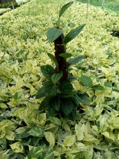 عکس گلخانه انصار و کوثر