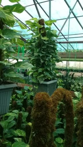 عکس گلخانه انصار و کوثر