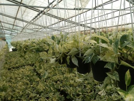 عکس گلخانه انصار و کوثر