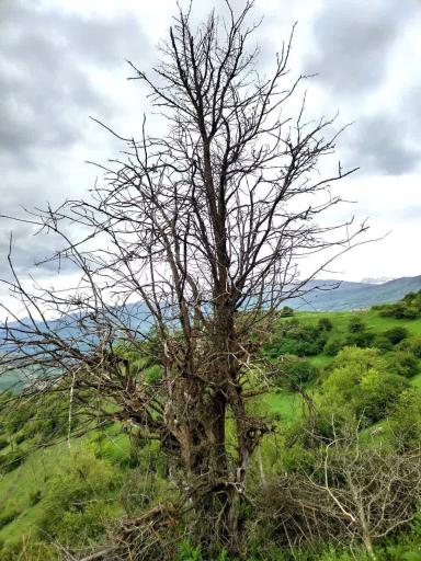 عکس پینوند