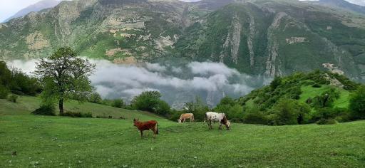 عکس پینوند