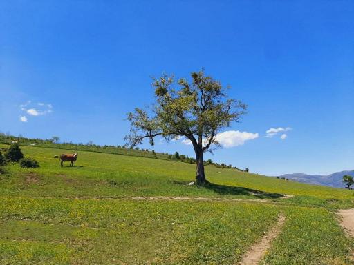 عکس پینوند