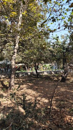 عکس کافه باغ نوبهار