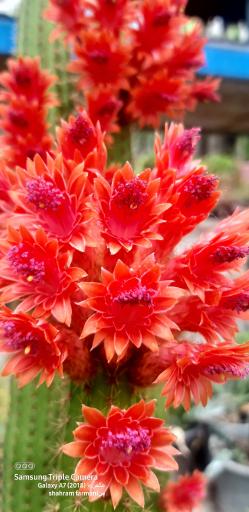 عکس گلخانه هنرستان طالقانی 