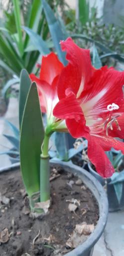 عکس گلخانه هنرستان طالقانی 