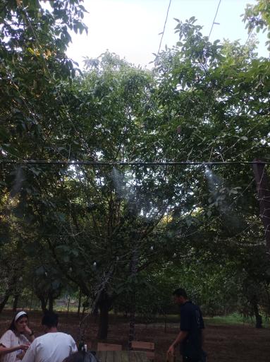 کافه باغ نوبهار
