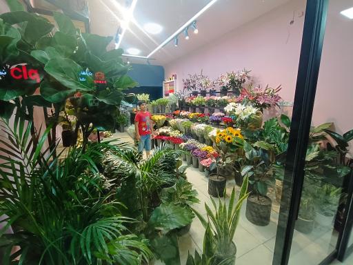 عکس گل نارون