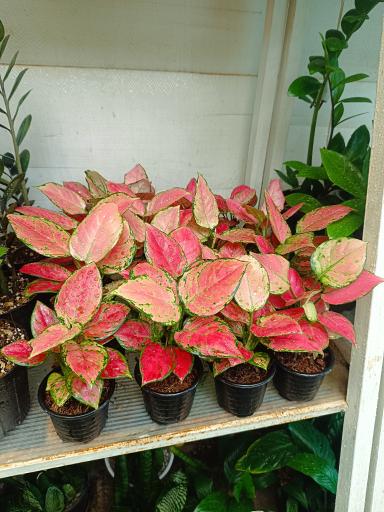 عکس گل نارون