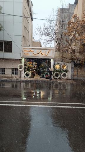 عکس گل نارون