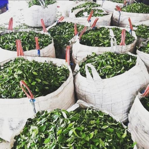 عکس کارخانه چای آمارد