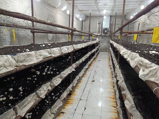 عکس تولیدی قارچ آذر صدف