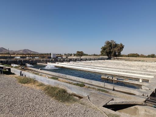 عکس پرورش ماهی نوچاه