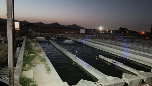 عکس پرورش ماهی نوچاه