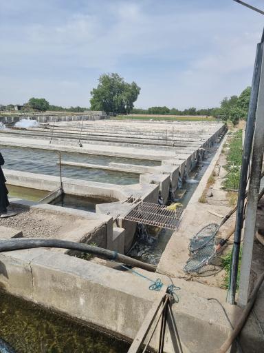 عکس پرورش ماهی نوچاه