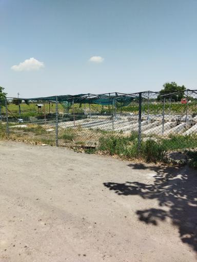 عکس پرورش ماهی نوچاه