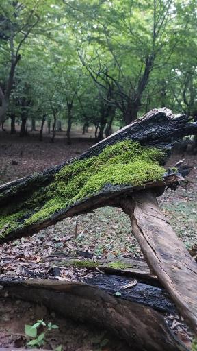 عکس دریاچه نور ماس