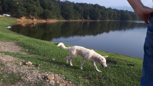 عکس دریاچه نور ماس