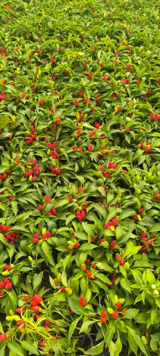 عکس گل و گیاه نگین زنده رود