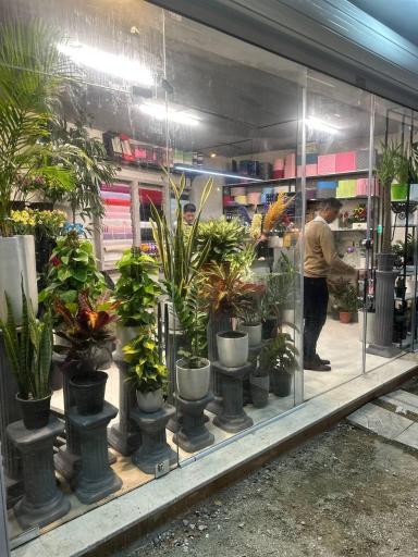 عکس گل نگار