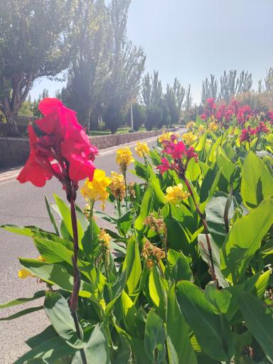 عکس هتل بین المللی ائل گلی