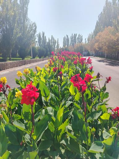 عکس هتل بین المللی ائل گلی