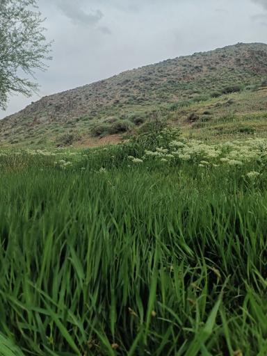 عکس شاهرود