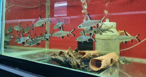 عکس فروشگاه آکواریوم اسکات