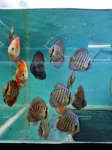 عکس فروشگاه آکواریوم اسکات