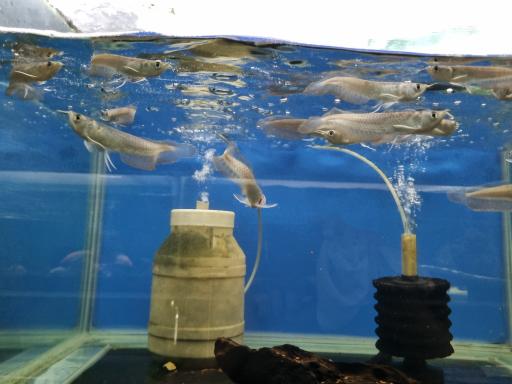 عکس فروشگاه آکواریوم اسکات