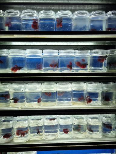 عکس فروشگاه آکواریوم اسکات