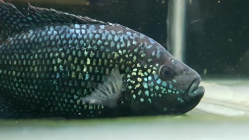 عکس فروشگاه آکواریوم اسکات