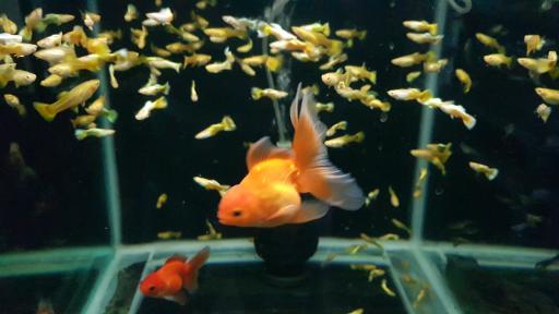 عکس فروشگاه آکواریوم اسکات