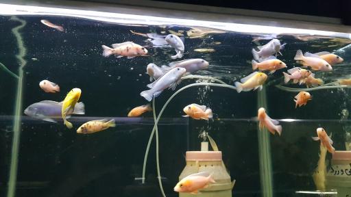 عکس فروشگاه آکواریوم اسکات