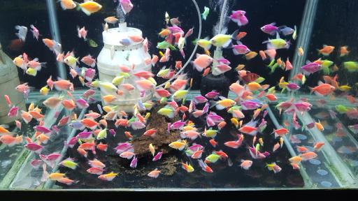 عکس فروشگاه آکواریوم اسکات