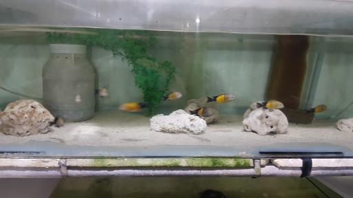 عکس فروشگاه آکواریوم اسکات