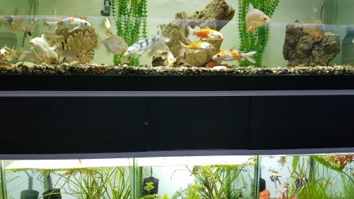 عکس فروشگاه آکواریوم اسکات