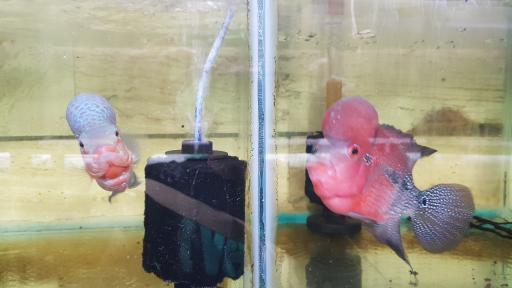 عکس فروشگاه آکواریوم اسکات