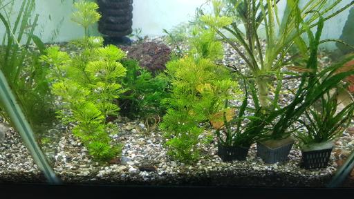 عکس فروشگاه آکواریوم اسکات