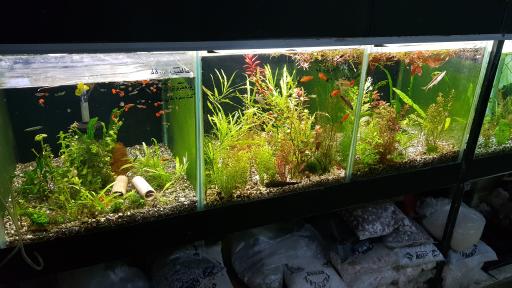 عکس فروشگاه آکواریوم اسکات