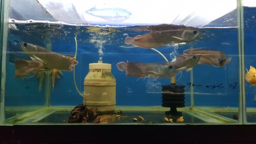 عکس فروشگاه آکواریوم اسکات