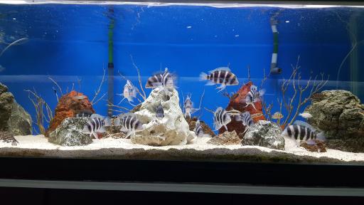 عکس فروشگاه آکواریوم اسکات