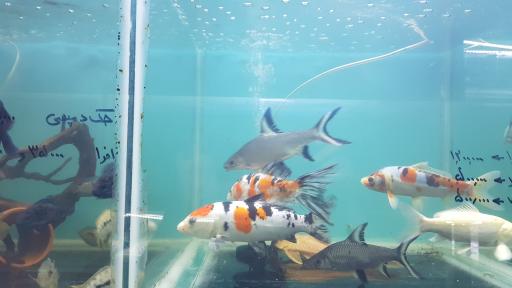 عکس فروشگاه آکواریوم اسکات