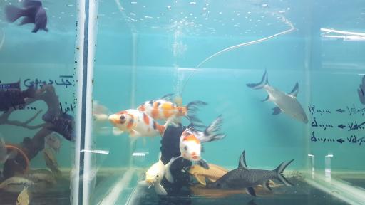 عکس فروشگاه آکواریوم اسکات
